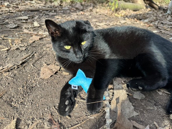 Fish Bones Catnip Toy