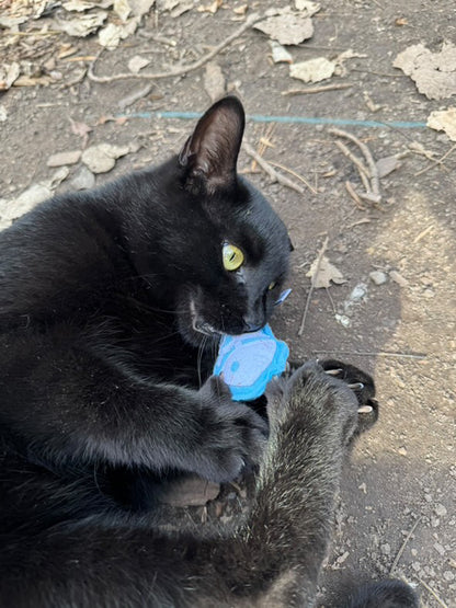 Fish Bones Catnip Toy
