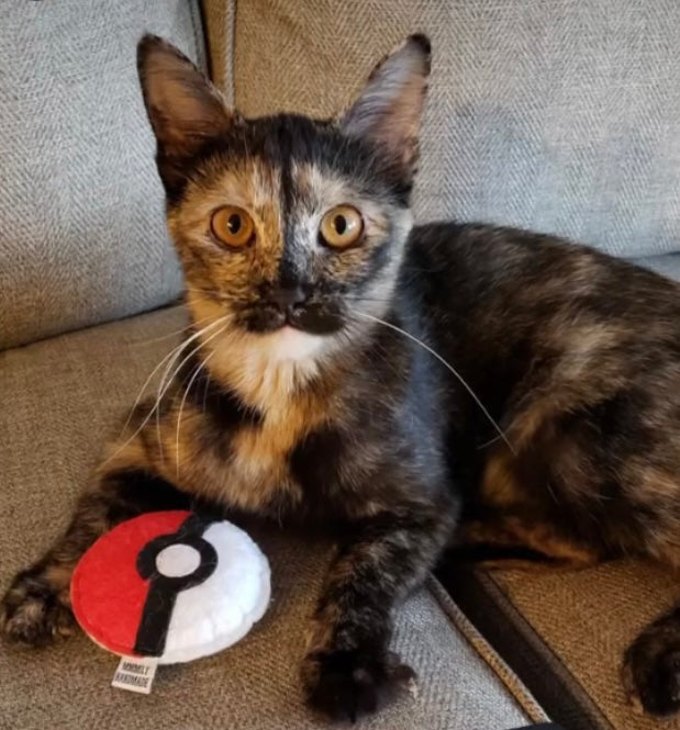 Pokeball Catnip Toy