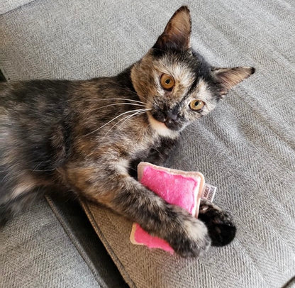 Poptart Catnip Toy