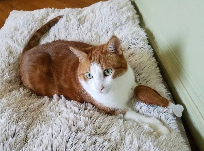 Drumstick Catnip Toy