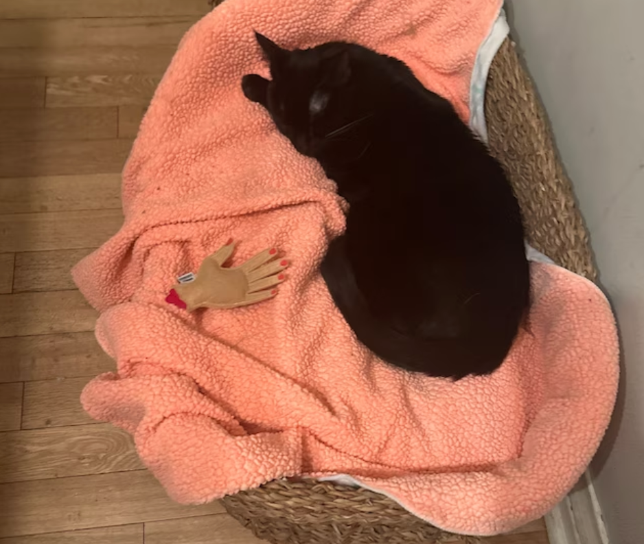 Severed Hand Catnip Toy